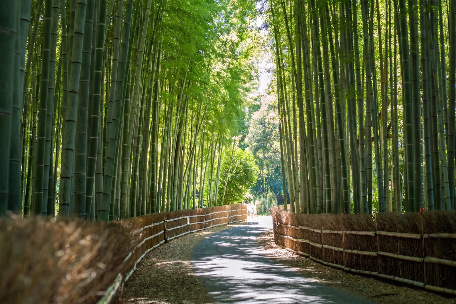 Bamboo Path